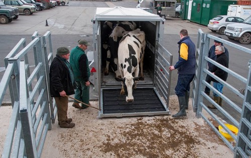 Cattle farming