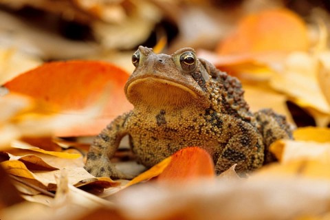 American Toad