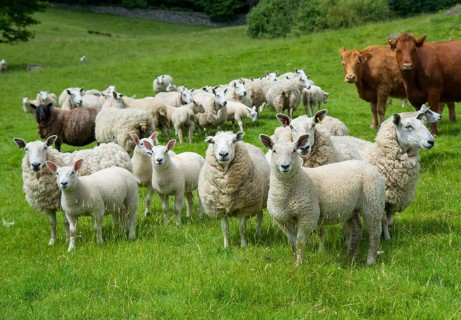 Domestic Sheep
