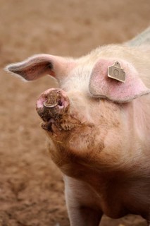 Domestic pig