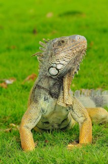 Green iguana