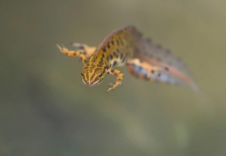 Smooth Newt