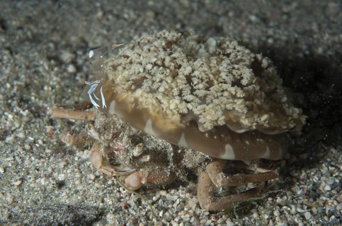Jellyfish carrying adult crabs