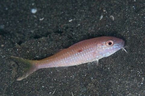 Cinnabar Goatfish