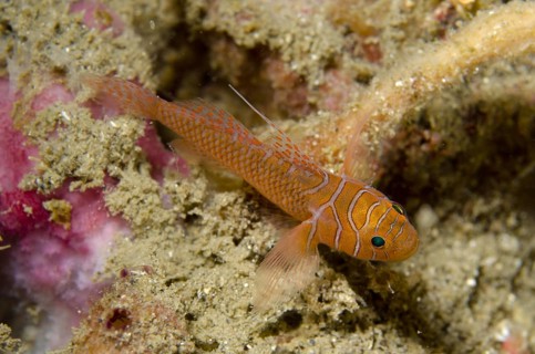 Ribbon Reefgoby