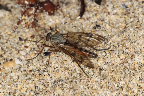 Downlooker snipe flies