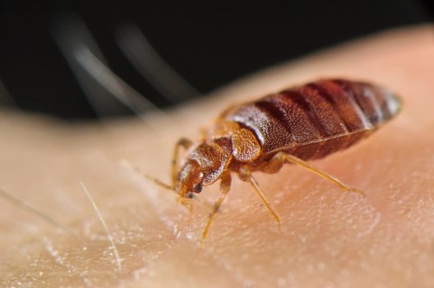 Common Bedbug