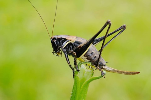 Alpine dark bush crickets