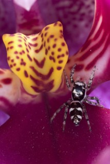 Zebra spider