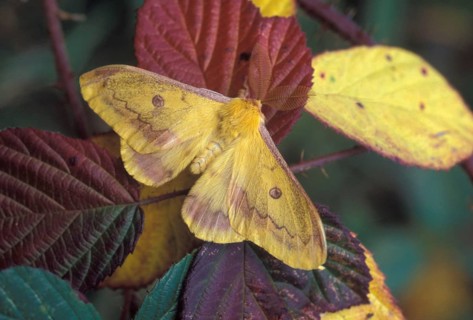 Autumn autumn emperor moth