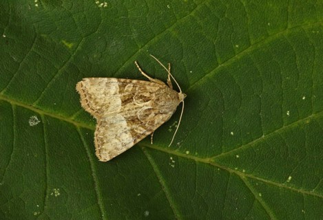 Owlet moth