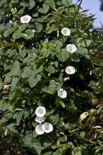 Hedge bindweed in flower