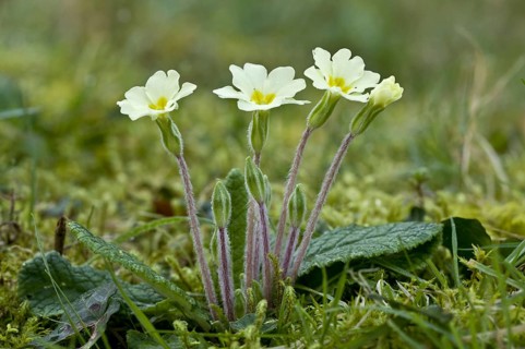 Common Primrose