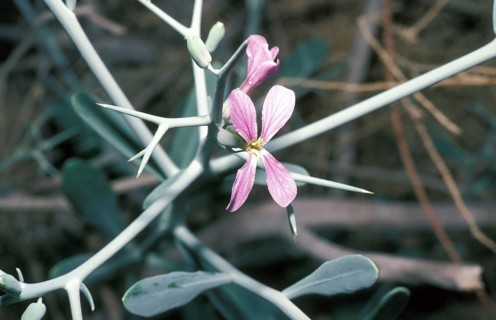 Cruciferous plant