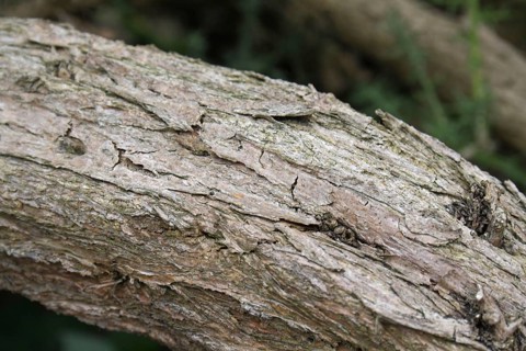 Common Gorse