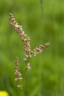 Sheep's Sorrel