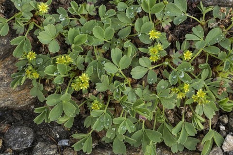 Creeping Sibbaldia
