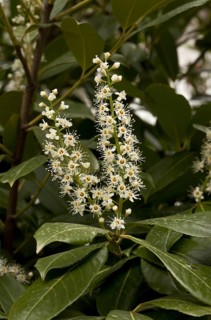 Cherry laurel