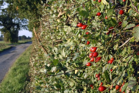 Dog rose