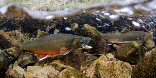 Arctic char