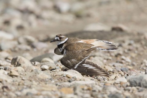 Killdeer