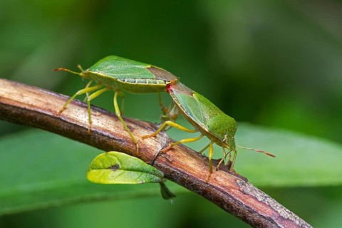 Green green shield bug