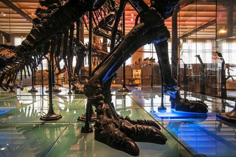 Mounted skeletons of Iguanadon dinosaurs in the Dinosaur Room of the Royal Belgian Institute of Natural Sciences