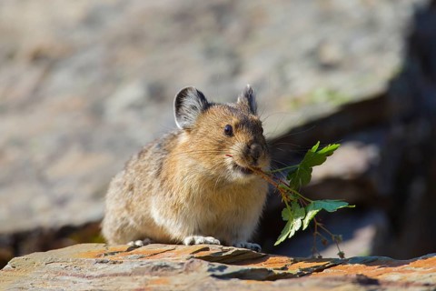 American pika
