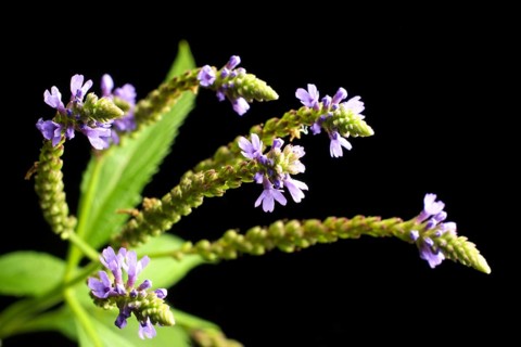 Vervain