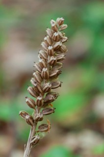 (Neottia nidus-avis)