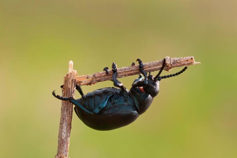 Black beetle