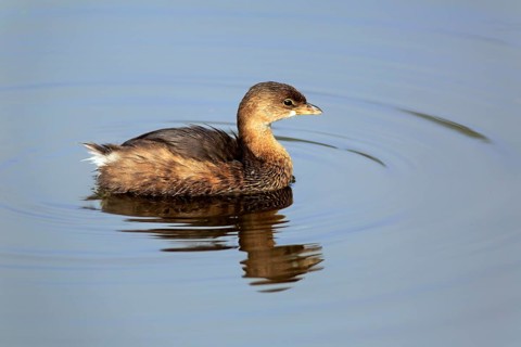 Pied-billed grebe