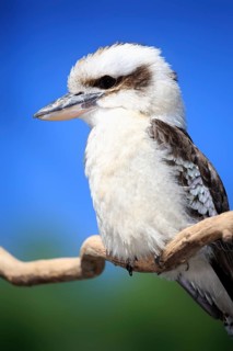 Laughing Kookaburra