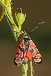 Sainfoin Widow