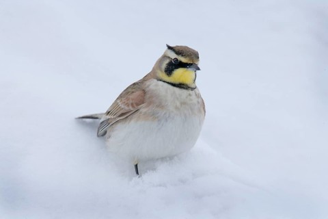 Shore Lark