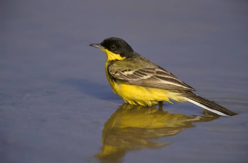Black-headed Wagtail