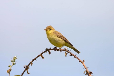 Melodious warbler