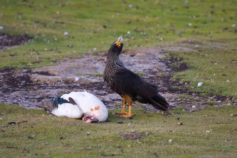 Striated Caracara