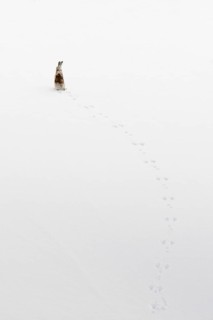 Mountain hare