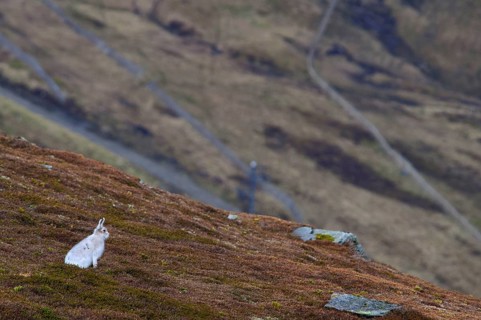Mountain hare