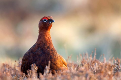 Red Grouse