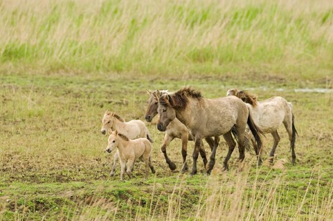 Konik domestic horse