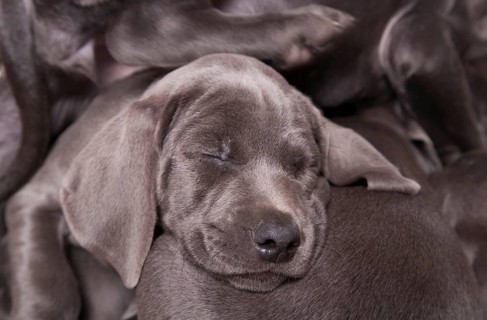 Domestic dog