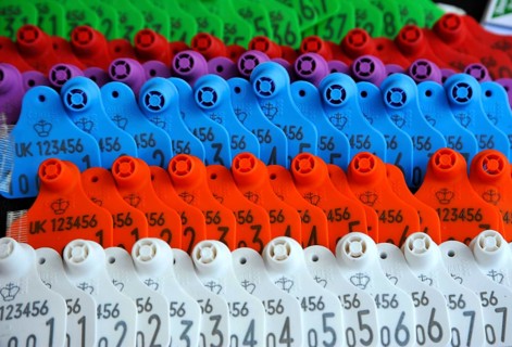 Close-up of cattle ear tags