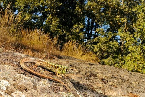 Schreiber's Green Lizard