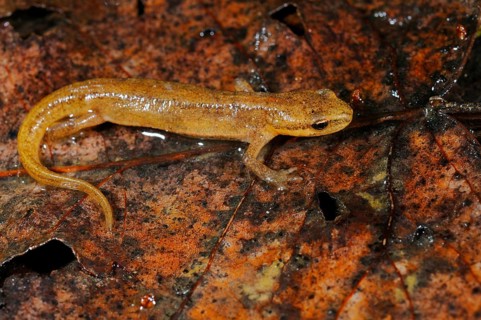 Pond Newt