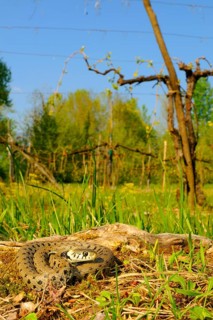 Grass snake