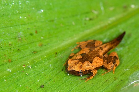 Sheep frog