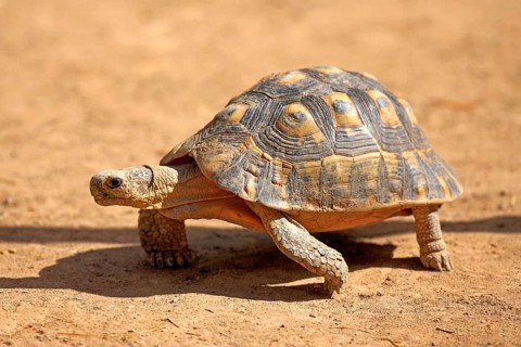Angulate Tortoise