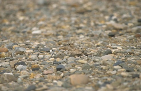 Sand-coloured nighthawk